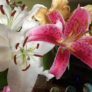 Old navy light denim jean shorts